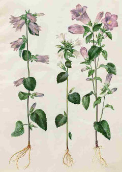 Campanula trachelium Nettle-leaved Bellflower